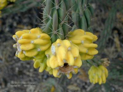 Cholla fruit
