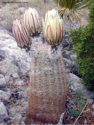 Bloooming barrel cactus
