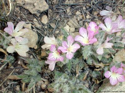 Stenandrium barbatum (Shaggy Narrowman)
