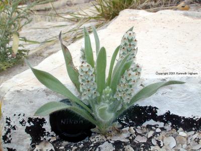 Desert plantain (Plantago helleri)
