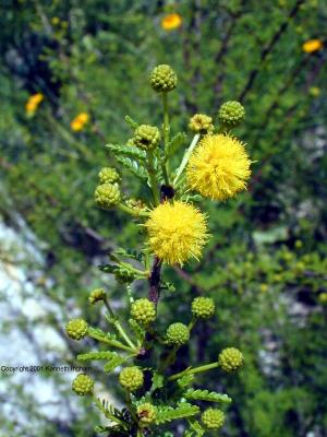 Catsclaw acacia (Acacia greggi)

