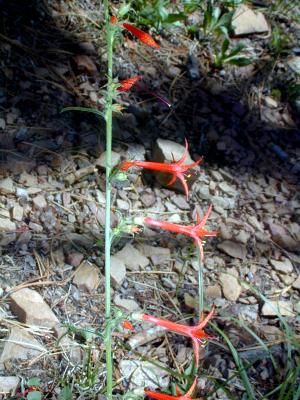 Scarlet Gilia
