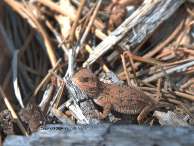 granite-colored horned lizard

