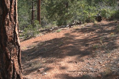 switchback on the trail
