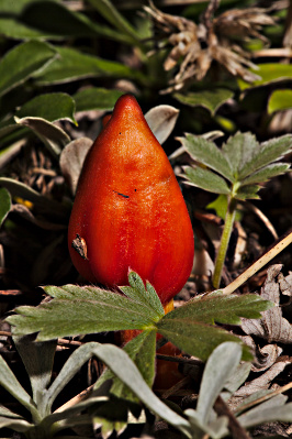 red-colored mushroom
