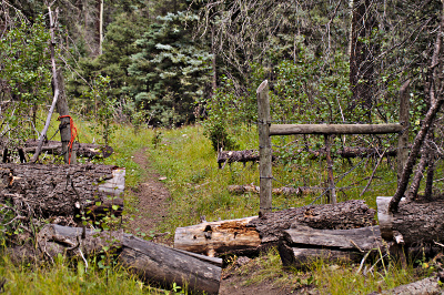 gate and down trees
