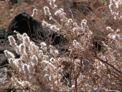 Backlit winterfat or white sage
