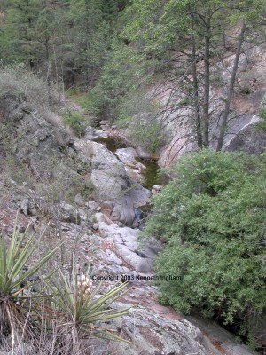 Willow in streambed
