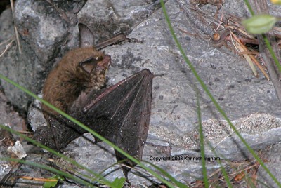 Wet bat after it was helped out of a pool
