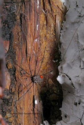Parasitic mite on a harvestman
