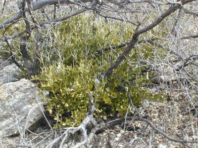 Mexican buckeye recovering from a fire
