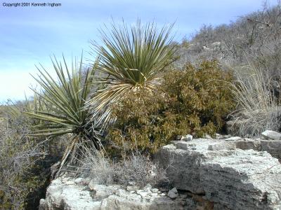 yucca and sotol
