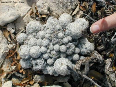 A small cactus along the trail
