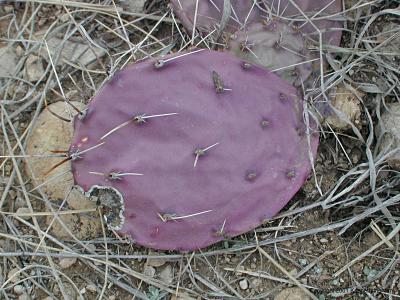A magenta opuntia (prickly pear) pad
