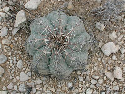 horse crippler cactus
