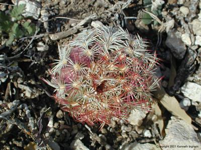 A small cactus with red spines
