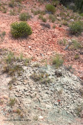 red and blue-white soils
