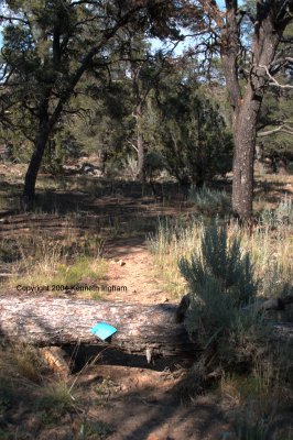 Down tree holding a blue diamond trail marker
