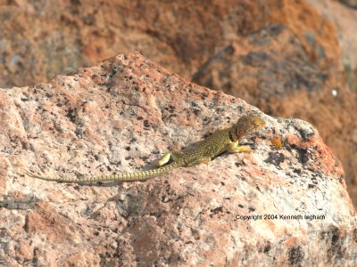 lizard
