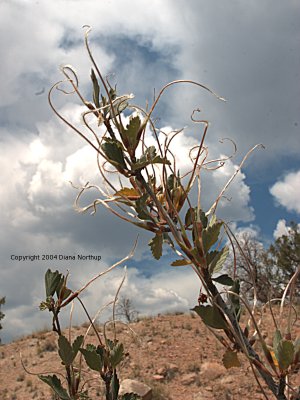 Mountain mahogany with seeds
