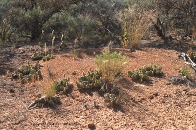 opuntia and various grasses along the trail
