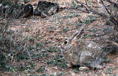 A rabbit blending into its environment
