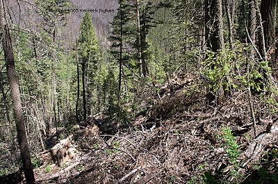 down and damaged trees
