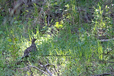 grouse in grass
