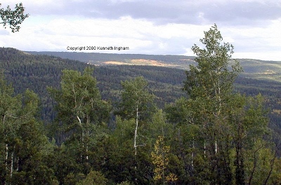 View south from trail 248
