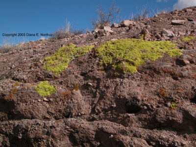 red and green lichen
