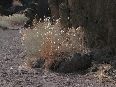 backlit grass
