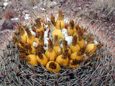 Cactus with fruit and snow
