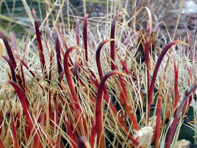 Fishhook cactus

