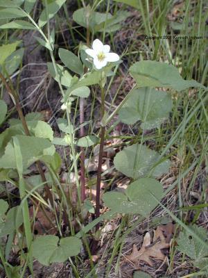 Canadian violet (Viola canadensis)
