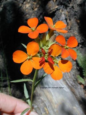 Wallflower (Erysimum capitatum)
