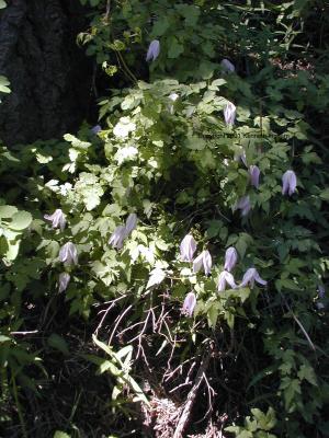 Clematis
