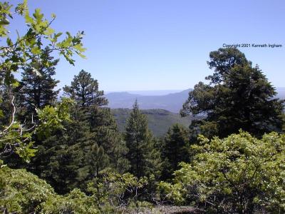 View east from the Tree Spring Trail
