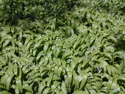 A field of Star Solomon Seal
