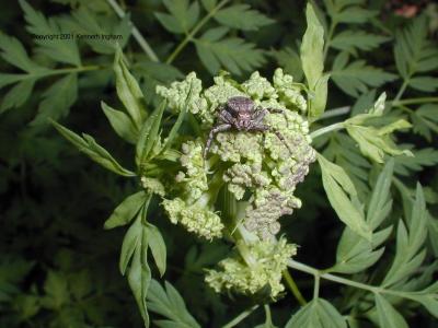 A spider on a plant
