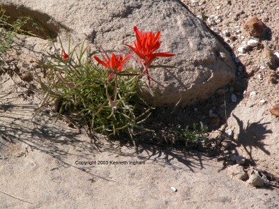 paintbrush (Castilleja miniata)
