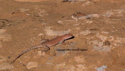 lizard

