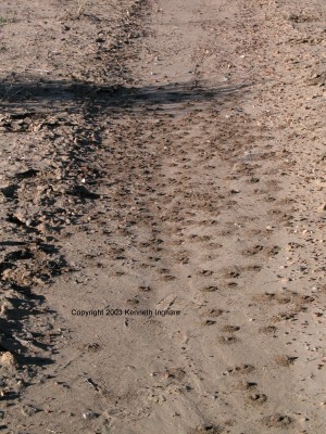 lots of bee burrows in the trail
