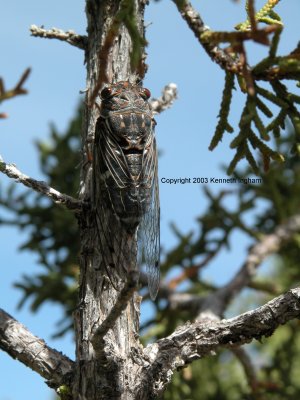 Cicada on the Tunnel Spring trail
