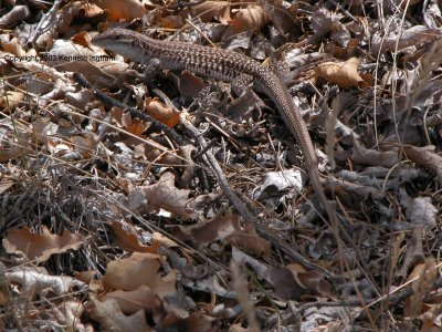 lizard
