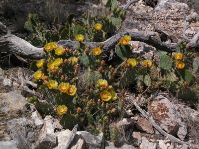 Prickly pear cactus on the Tunnel Spring loop hike.
