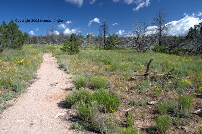 Trail through the meadow with some dead trees
