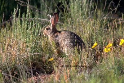 rabbit
