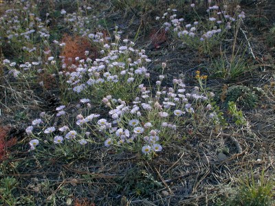 some form of daisy

