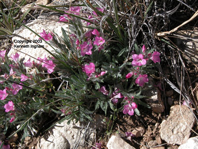 These <em>Stenandrium barbatum</em>, commonly called Shaggy Narrowman, are a very showy addition to the trails around Carlsbad when they're blooming in the spring.  This one was taken on the <a href="http://www.explorenm.com/hikes/RattlesnakeCanyon/">Rattlesnake Canyon</a> hike, Carlsbad Caverns National Park, in April. 