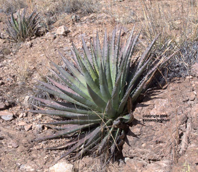 Overview of <em>Agave palmeri</em>.


